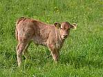 Kälbchen auf dem Stulzenhof